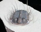 Phenomenal Cyphaspides Trilobite - Free-Standing Spines #11424-4